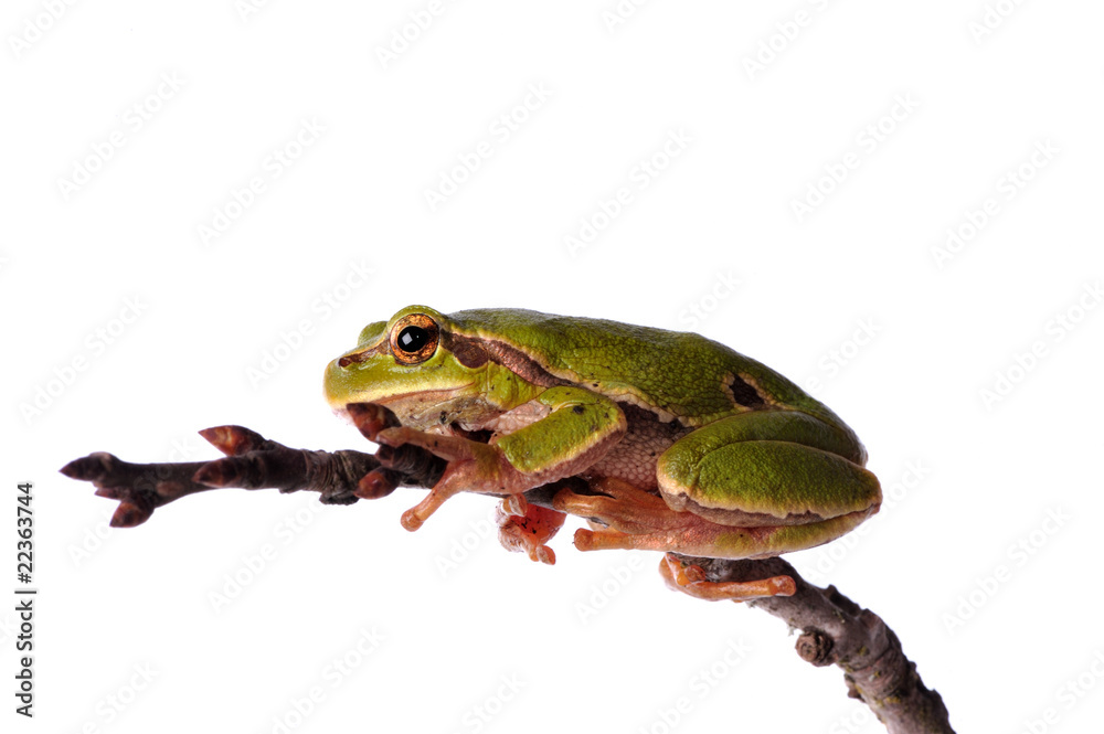Obraz premium closeup green tree frog isolated on white background