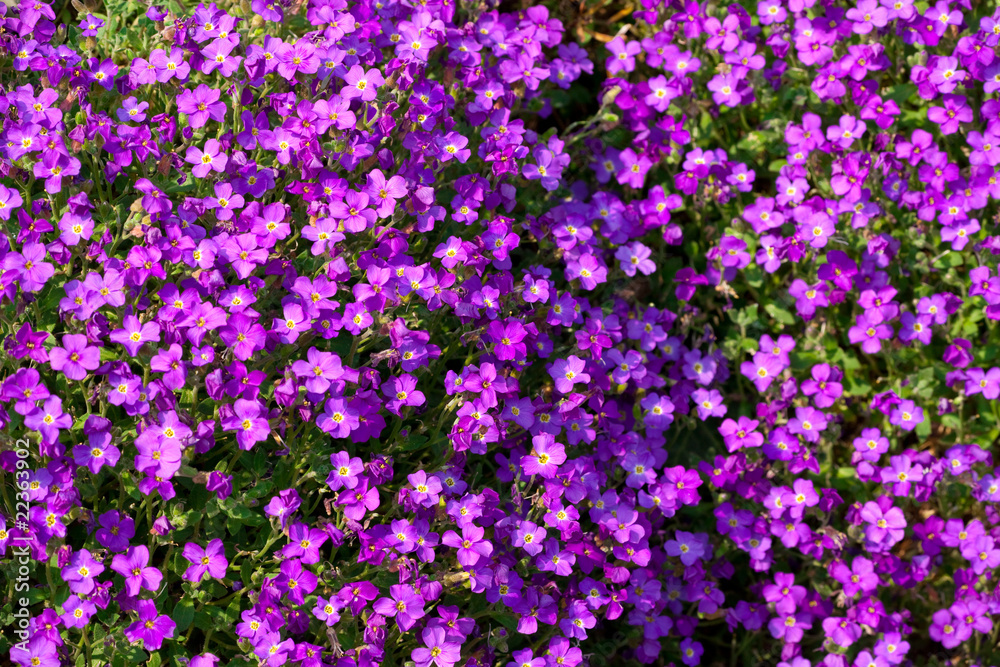 Purple phlox