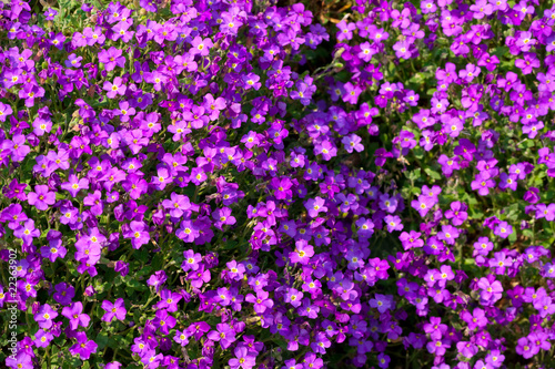 Purple phlox