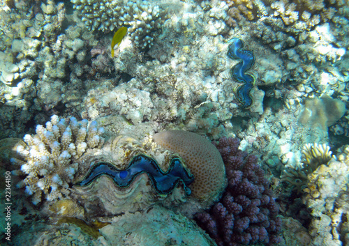 Muschel und Korallen