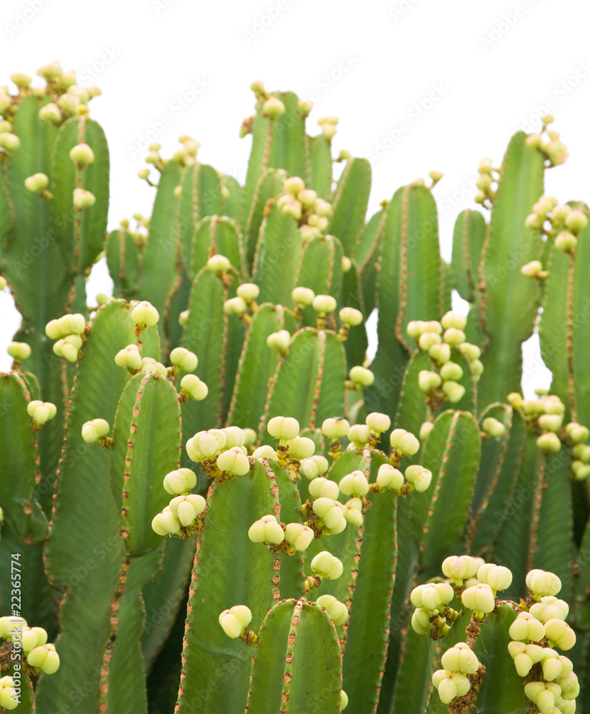dense cluster of Euphorbia abyssinica (Desert Candle) dense cluster of Euphorbia abyssinica (Desert Candle)