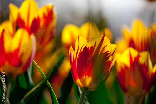 Fototapeta Naklejka Na Ścianę i Meble -  Yellowred tulips