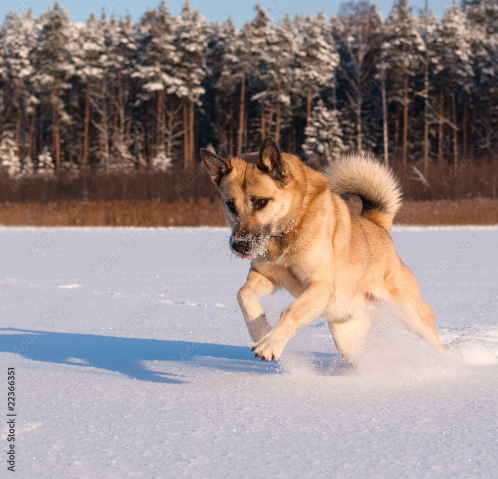 Jumping West Siberian Laika (Husky)