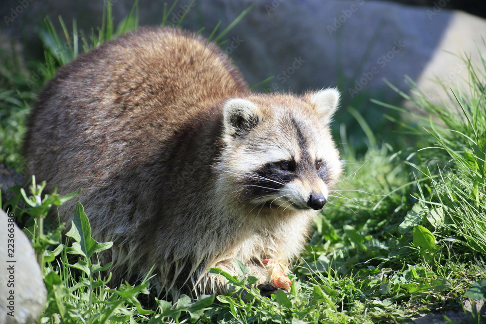 Naklejka premium Waschbär