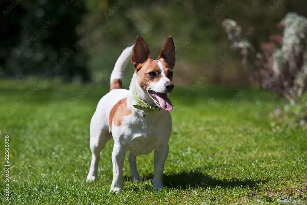 Jack Russell terrier on a lawn