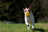 Jack Russell terrier running with ball