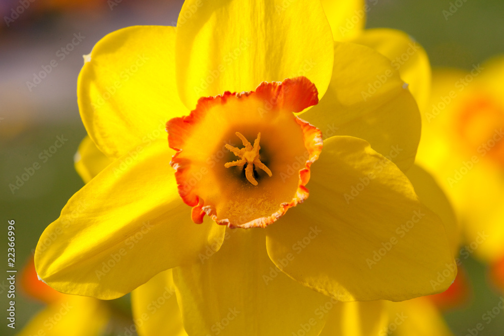 Beautiful yellow daffodil Beautiful yellow daffodil