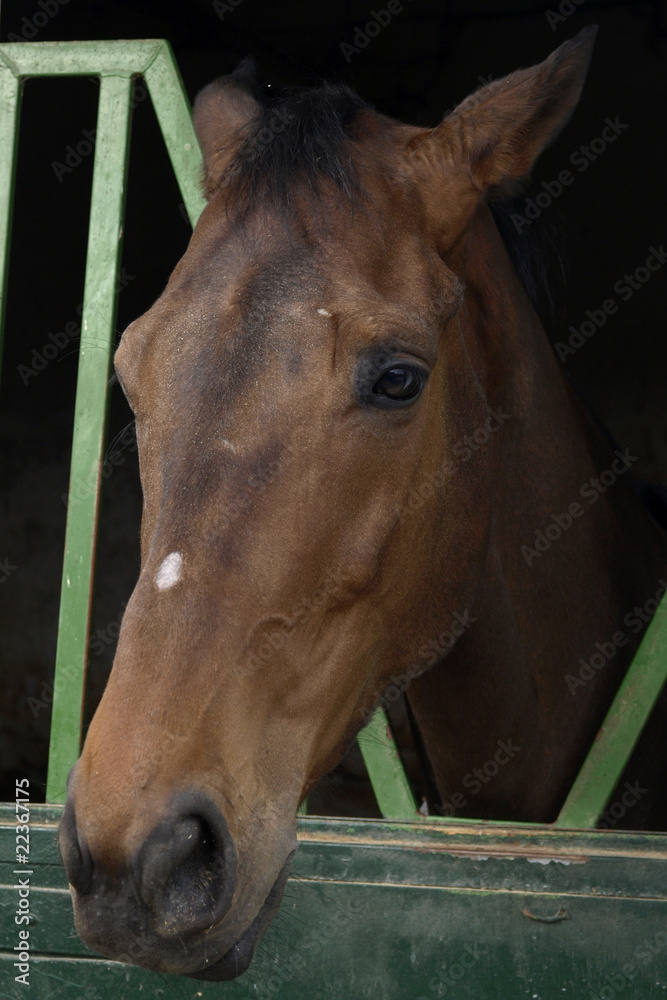 Fototapeta premium yegua