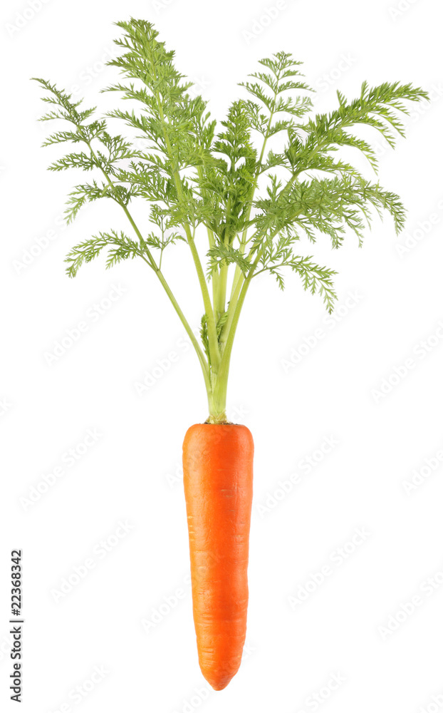 carrot carrot