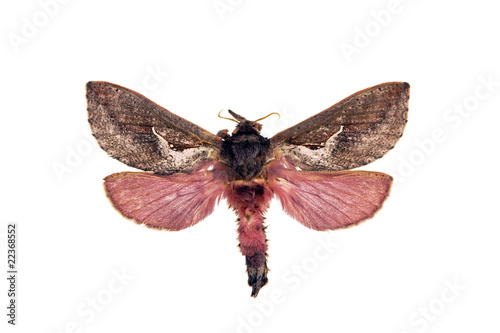 Ghost moth - Abantiades hyalinatus