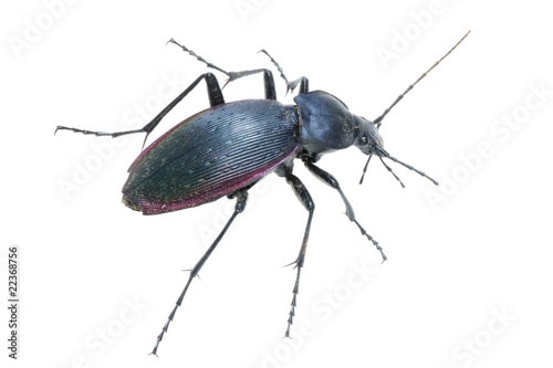 Billede på lærred insect ground beetle