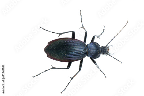 ground beetle insect © defun