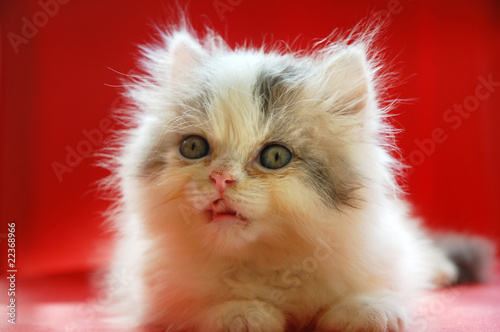 close up of cute persian kitten with red background