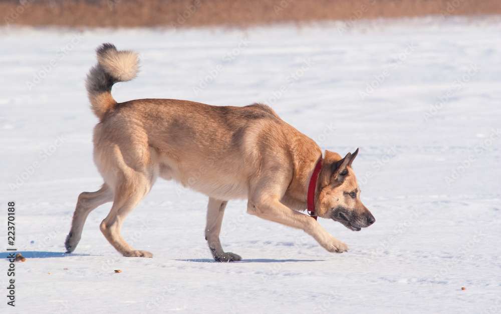 West Siberian Laika (Husky)