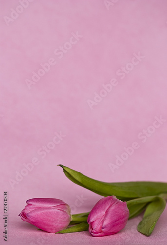 Tulpen pink