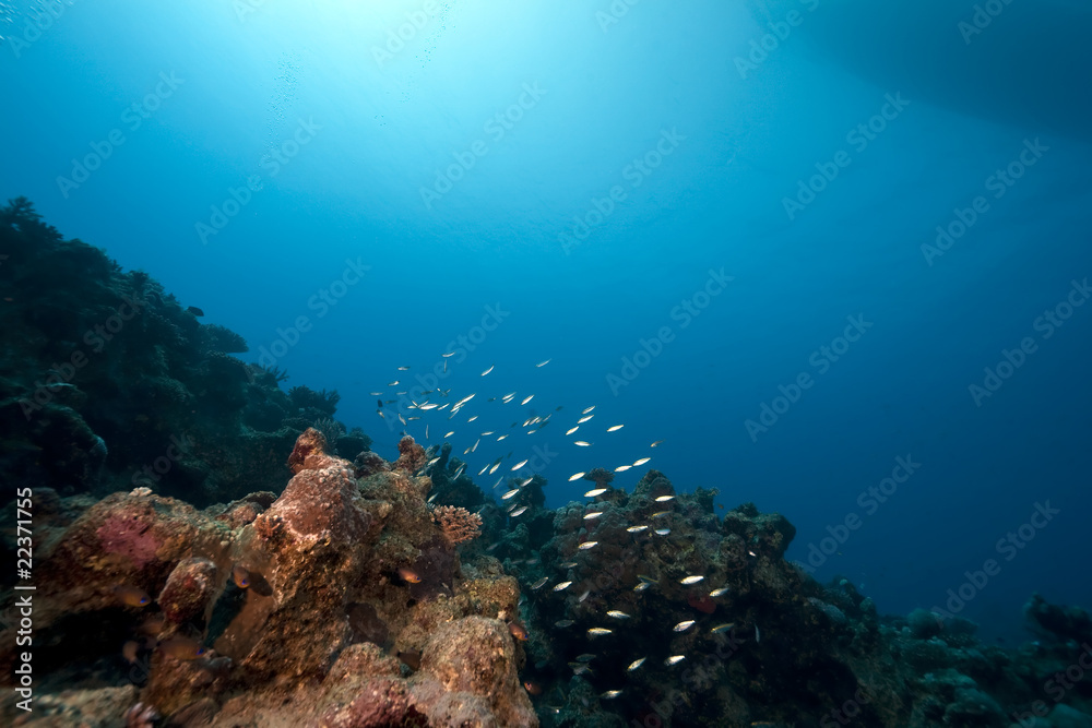 Fototapeta premium ocean and fish