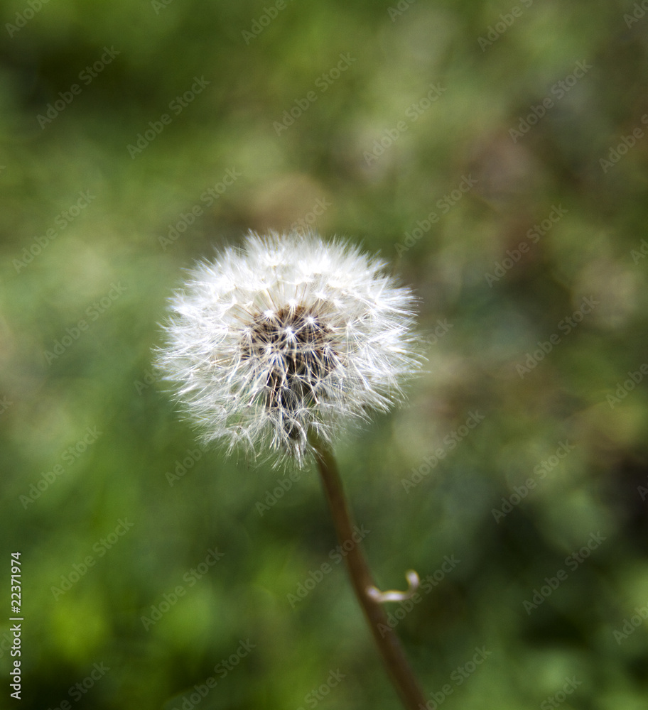 Fototapeta premium Dandelion