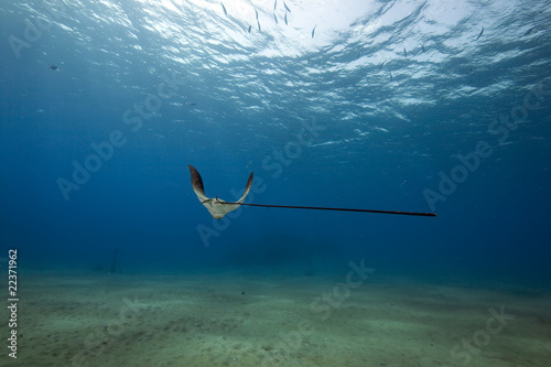 Eagle ray, sun and ocean