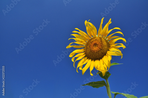 sunflower © shirophoto