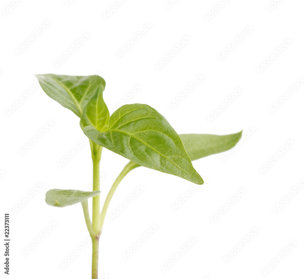 Obraz premium Young plant