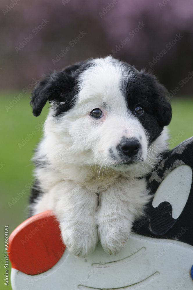 BORDER COLLIE, 2 MESI
