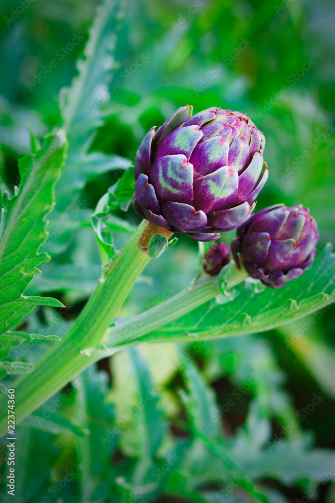 Obraz premium fresh Artichokes