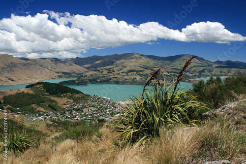 New Zealand Flax