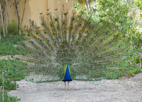 Canvastavla Peacock with feathers on display