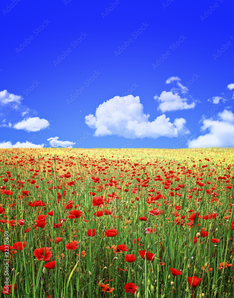poppies field and blue sky