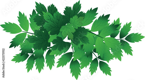 Green leaves