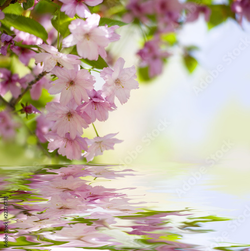 Cherry blossom tree