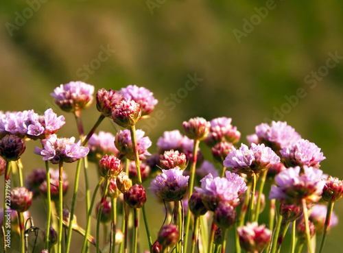 Armeria Maritima, Sea pink or Thrift,  Wild Pink Flowers