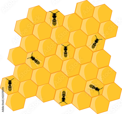 bees and hive