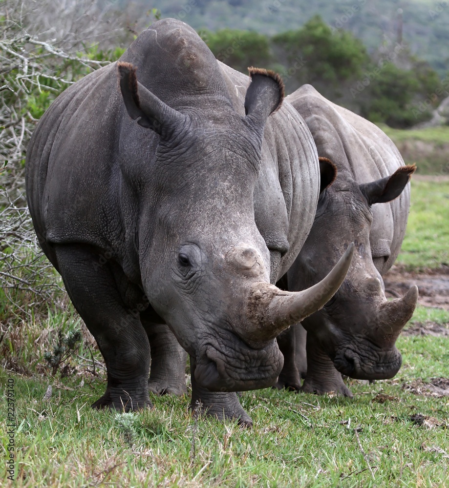 Fototapeta premium White Rhino Pair