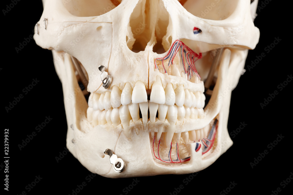 Naklejka premium human skull