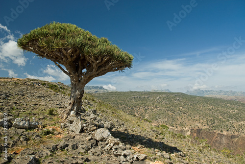 Socotra 343