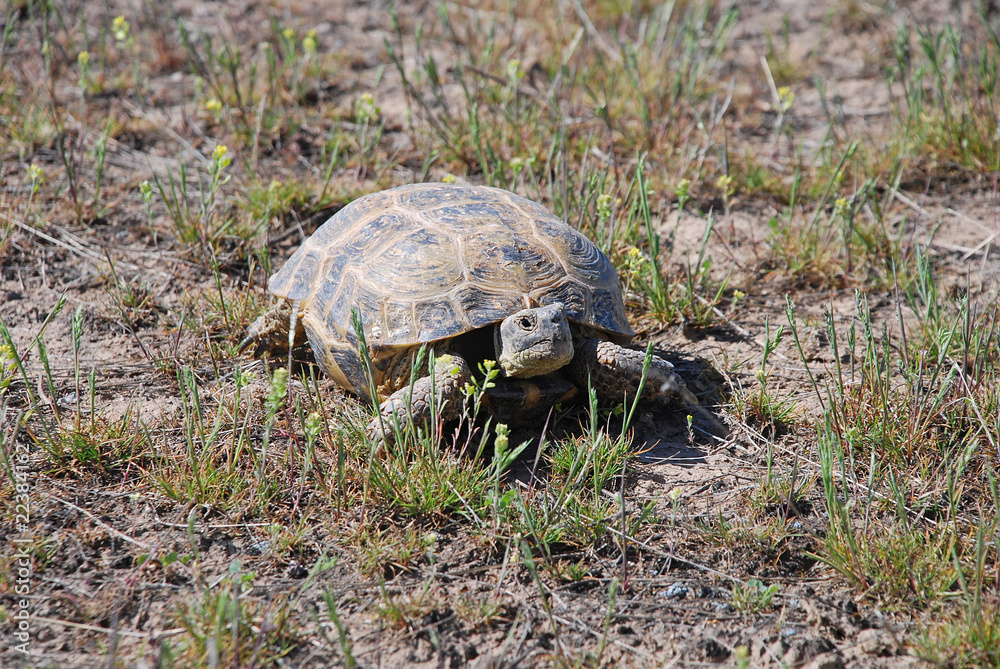 Tortoise Tortoise