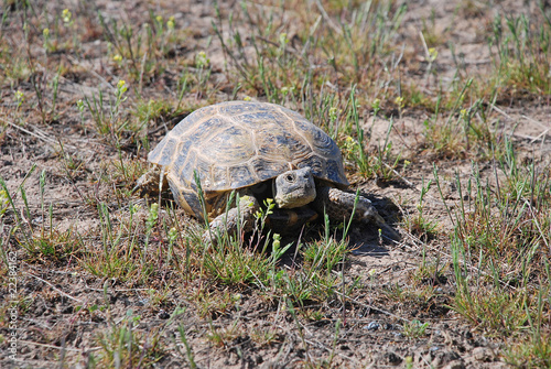 Tortoise