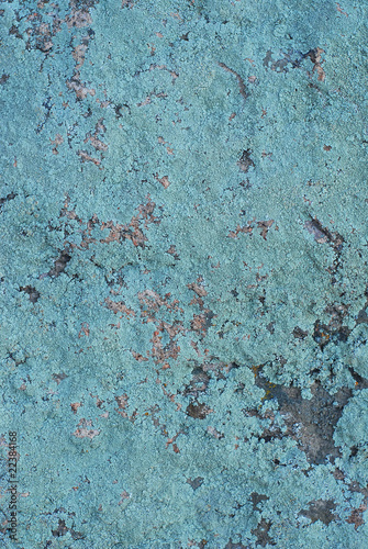 Blue moss on a stone