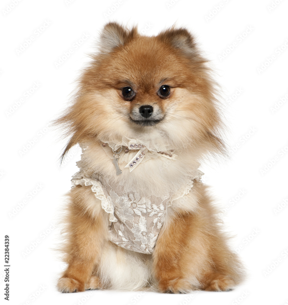 German Spitz dressed in lace, 15 months old, sitting German Spitz dressed in lace, 15 months old, sitting