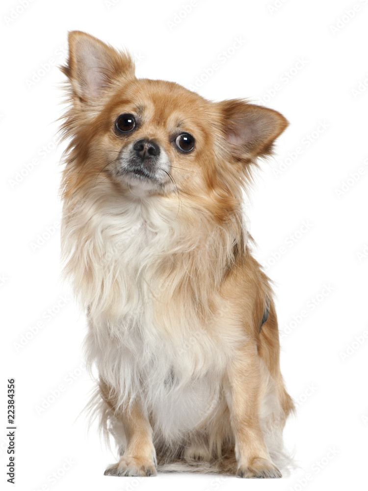 Chihuahua, 3 years old, sitting in front of white background