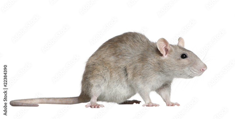 Side view of rat, 1 year old, in front of white background Side view of rat, 1 year old, in front of white background