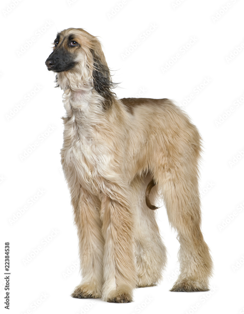 Afghan hound with his hair in the wind, 1 year old Afghan hound with his hair in the wind, 1 year old