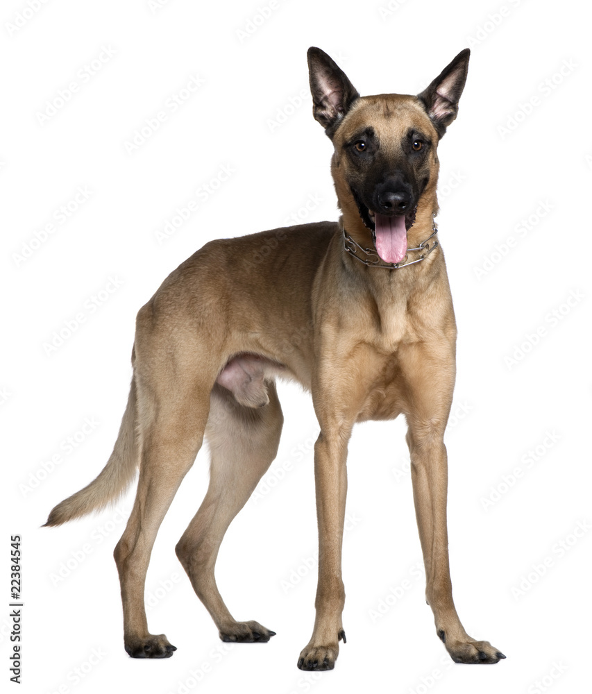 Berger Malinois, 3 years old, standing Berger Malinois, 3 years old, standing