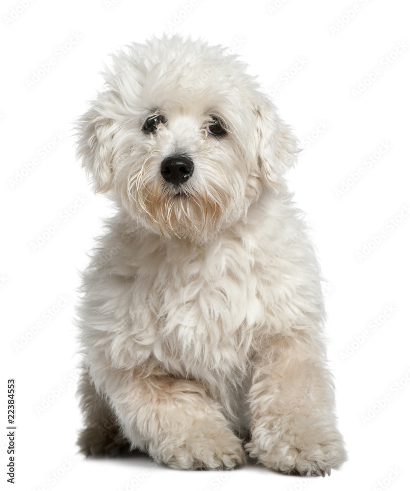 Maltese, 11 months old, sitting in front of white background