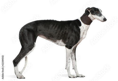 Galgo Espanol dog, 5 years old, standing