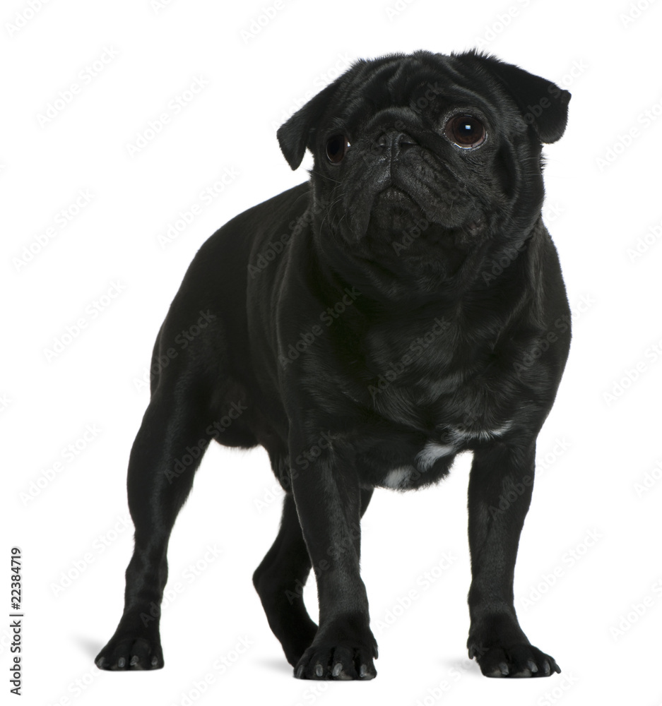 Pug, 1 year old, standing in front of white background