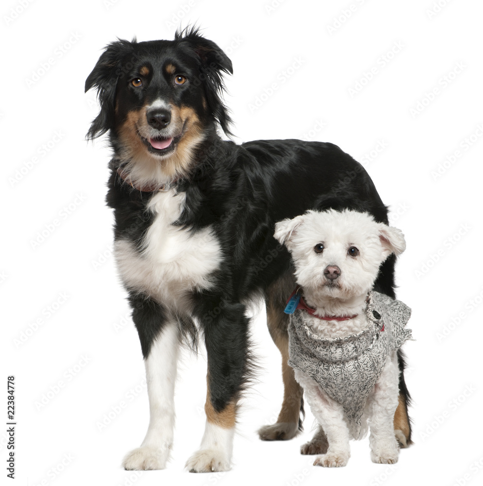Australian Shepherd dog and Maltese dog