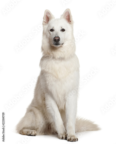 Swiss Shepherd dog, 3 years, sitting