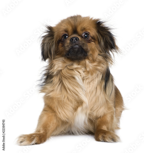 Slika na platnu Tibetan spaniel, 4 years old, in front of white background